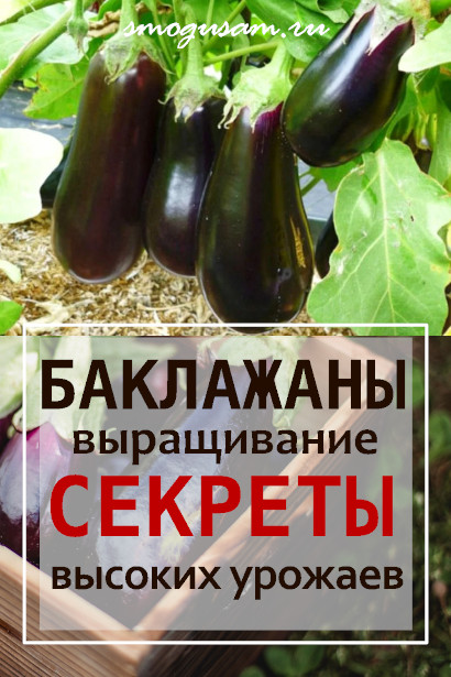 smogusam baklazhany