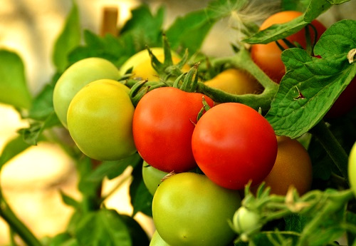 Kak uskorit sozrevanie tomatov