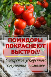 smogusam sozrevanie tomatov