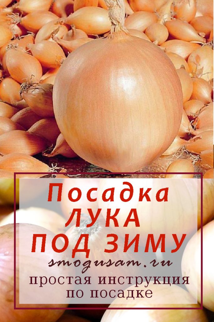 smogusam лук под зиму