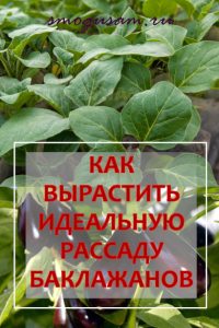 smogusam rassada baklathanov