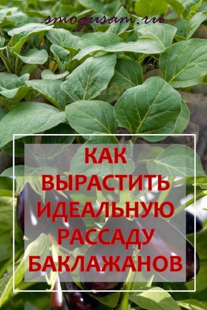 smogusam rassada baklathanov