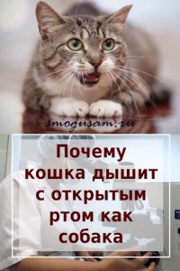 smogusam koshka dyshit s otkrytym rtom