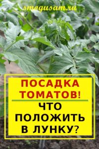 smogusam tomaty