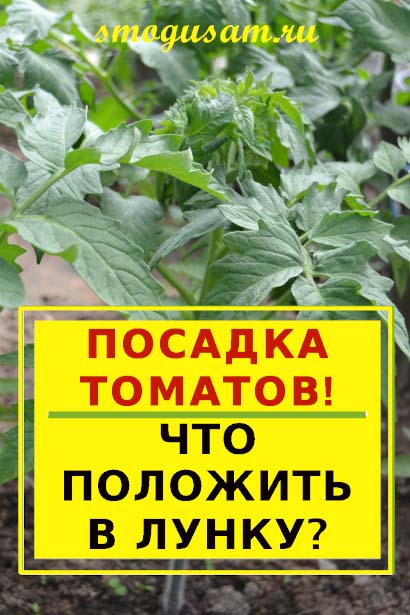 smogusam tomaty