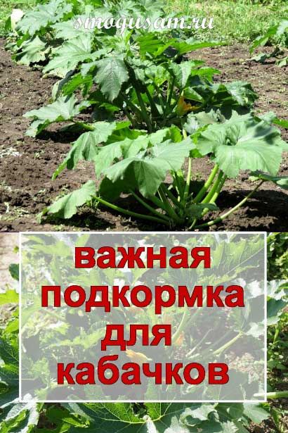 smogusam mnogo kabachkov budet