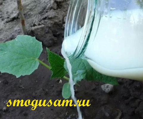 smogusam podkormka