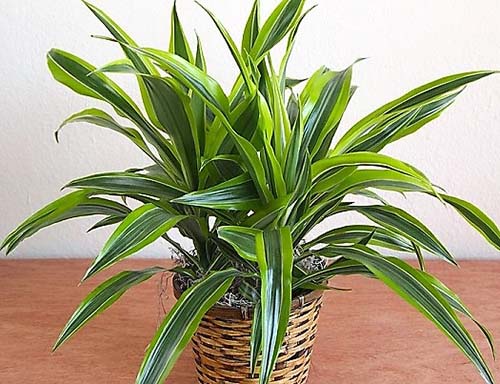 dracena