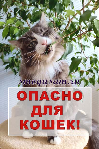 smogusam opasno dlaj koshek