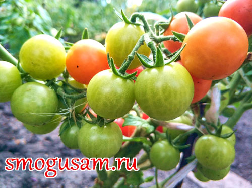 smogusam zavajzij