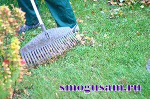 smogusam gazon 3