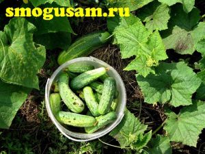 smogusam ogurcy yrozhaj