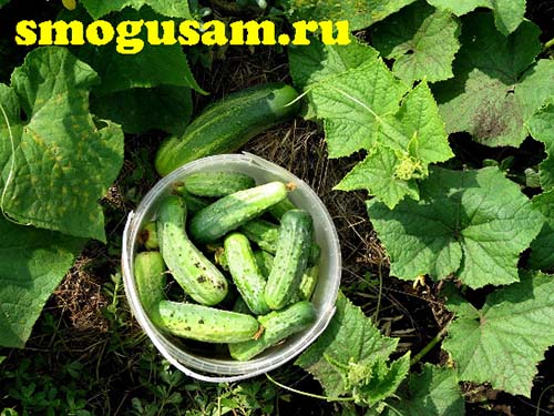 smogusam ogurcy yrozhaj
