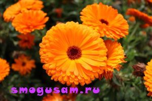 smogusam cvety posadka