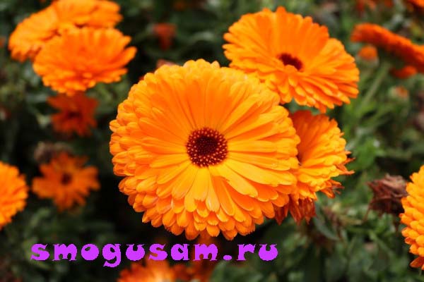 smogusam cvety posadka