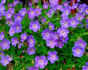 geranium rozanne