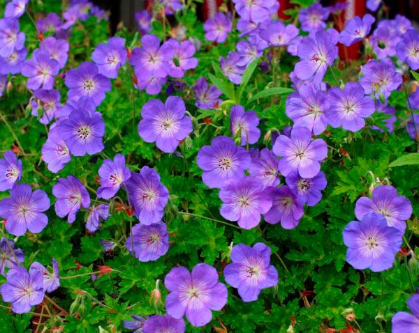 geranium rozanne