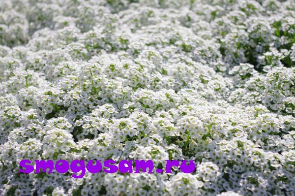 alyssum