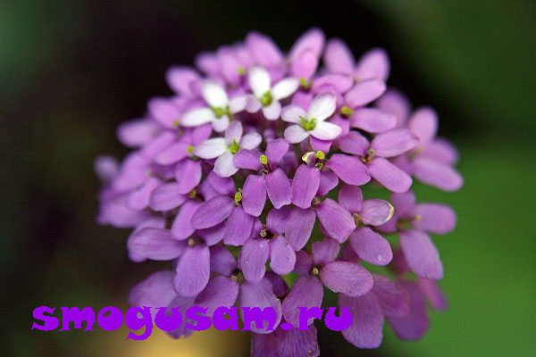 iberis
