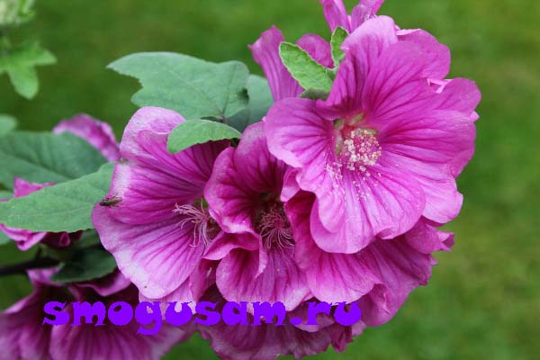 lavatera 2